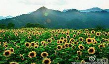 故乡，那片花海-优秀写景作文550字