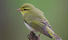 天空・家・我 鸟的自述作文500字