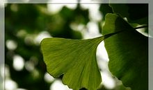 高三写景作文：树叶林童话_900字