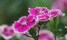 四年级作文：有你真好