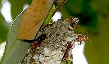 五年级作文：野蜂繁殖的秘密