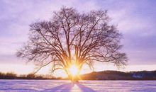 初二作文：岁月的礼物