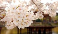 初三状物作文：樱花_750字