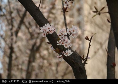 初三状物作文:盛开的樱花_700字