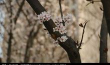 初三状物作文：盛开的樱花_700字