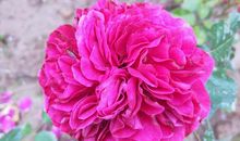 如何教初学者写作文？