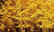 五年级作文：描写秋的作文