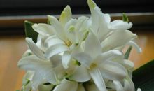 初三状物作文：开花的风信子_900字