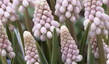 初三状物作文：美丽的风信子_800字