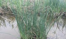 初三状物作文：微山湖的芦苇_1000字