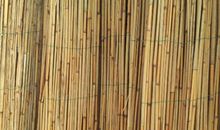 初三状物作文：芦苇_800字