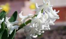 初三状物作文：风信子_800字