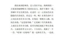 树叶的泪水 四年级观察树叶作文400字