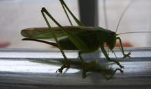 家里的蝈蝈作文