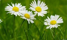 高考作文材料：如此苍生大医一一伍连德