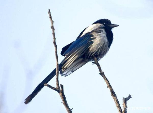 五年级作文：哭泣的喜鹊