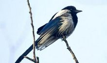 五年级作文：哭泣的喜鹊