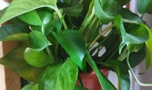 短评小学作文《绿萝小卫士》