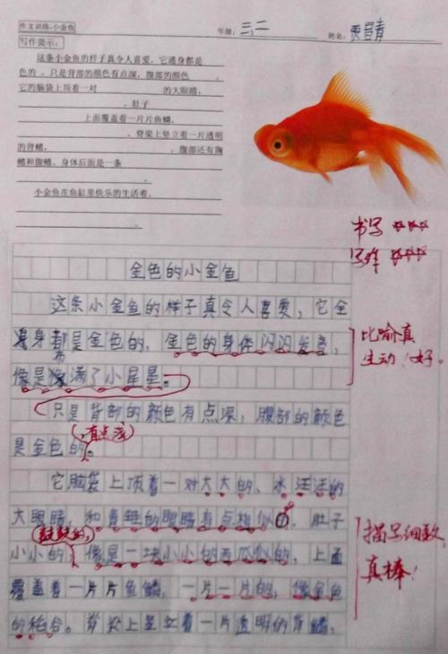 金鱼的一天 可爱的小金鱼作文300字