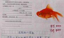 金鱼的一天 可爱的小金鱼作文300字