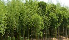 淡绿，存在清香 那一片竹林作文800字