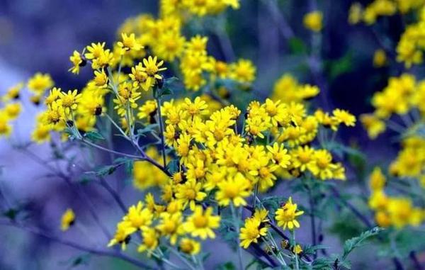 延期开学停课不停学，小高老师详解五类作文写作技巧（附范文） 8