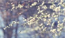 尘世间的烂漫 ――读《人间岁月，各自喜悦》有感_1200字