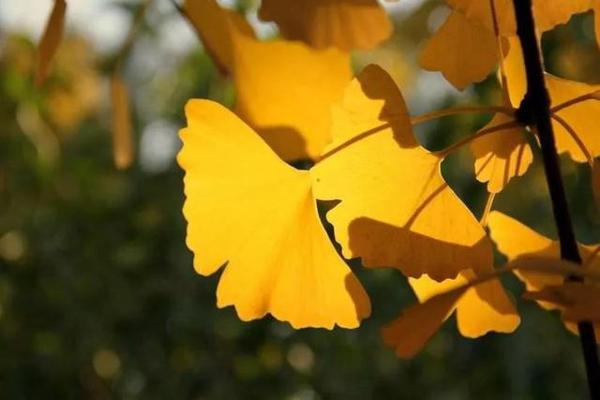 延期开学停课不停学，小高老师详解五类作文写作技巧（附范文） 7