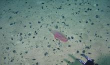 东林山麓 暑假爬山作文300字