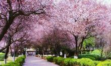 描写武汉大学樱花的古诗