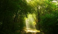 等待一缕阳光-初中记叙文500字