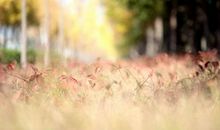 静待，窗外的美好-优秀诗歌