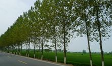 高三状物作文：杨树_800字