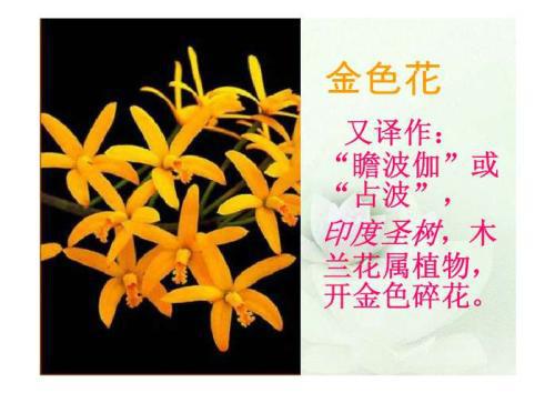 我生命中的金色花_900字