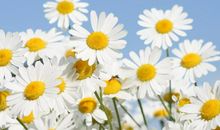 语文作文得分攻略