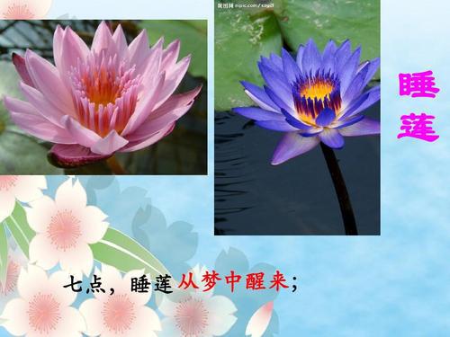 心中的睡莲作文750字