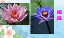 心中的睡莲作文750字