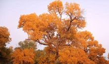 高一状物作文：胡杨颂_800字