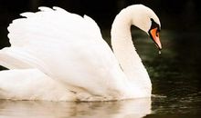 观公主与天鹅有感