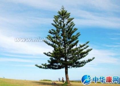 松树 五年级赞美松树的作文300字