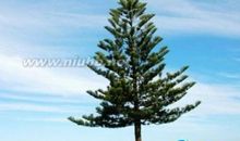 松树 五年级赞美松树的作文300字