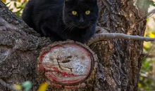 七年级作文——我为“包青天”点赞