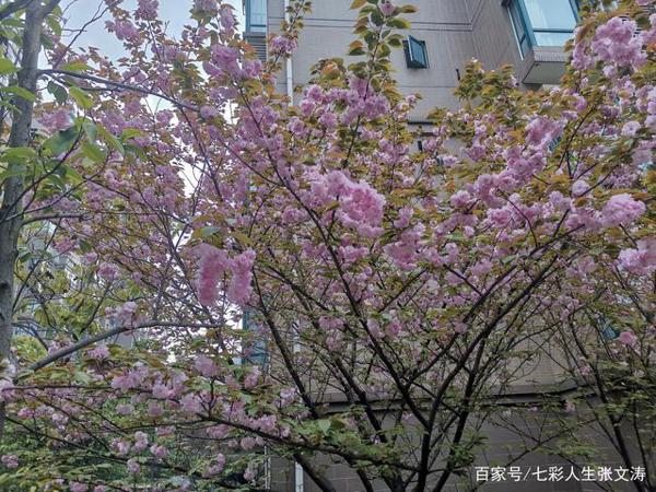 《素书》原序,读后感。 1
