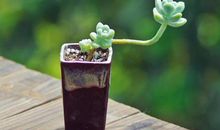 天使之泪 读《秋千上的妈妈》有感900字