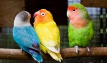 有趣的鹦鹉 我家的两只鹦鹉400字作文