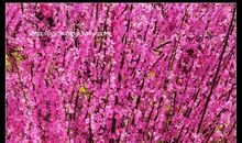 高三议论文：让生命之花怒放_1200字