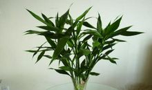 富贵竹-描写植物的作文400字