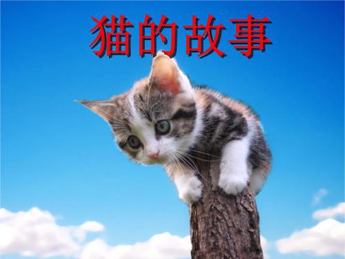 识猫情结 我和猫的故事作文700字