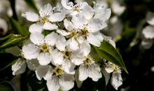 中考作文怎么写：巧用借喻，回味无穷