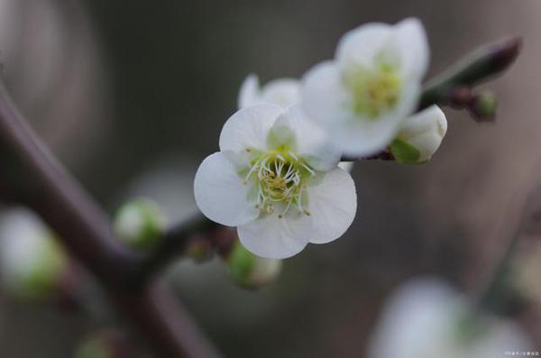写事作文:疫情期绽放的“梨花”